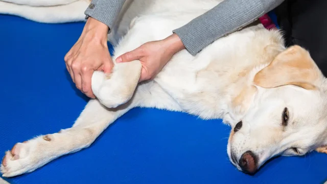 Pets and Pet Care